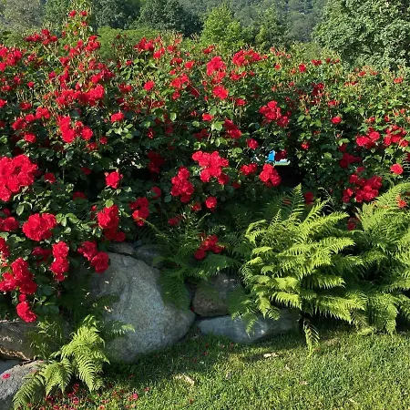 Myvilla Nocleg ze śniadaniem 4*