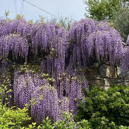 Myvilla Nocleg ze śniadaniem